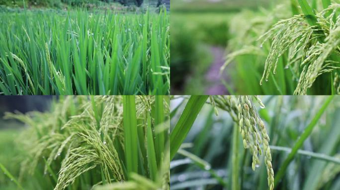 农业稻谷水稻稻穗开花结果雨露