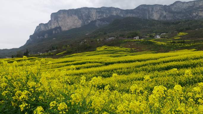 春天大山绝壁油菜花花海花朵美景景色