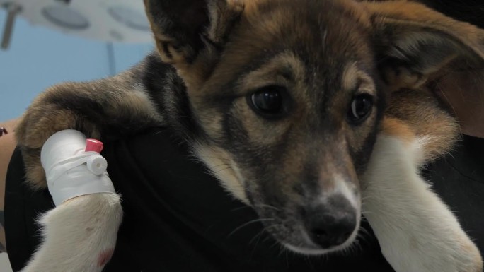 一只可爱的流浪小狗信任地把头靠在兽医的肩膀上。一只生病的小狗在街上被发现，并被带到兽医诊所治疗。爱护