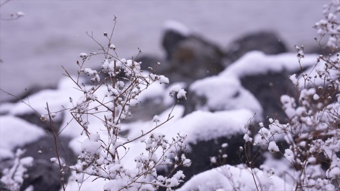 湖边下雪野鸭雪景4k