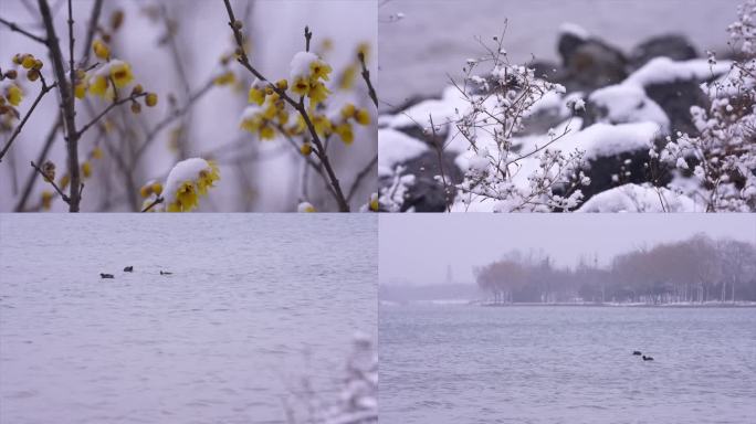 湖边下雪野鸭雪景4k