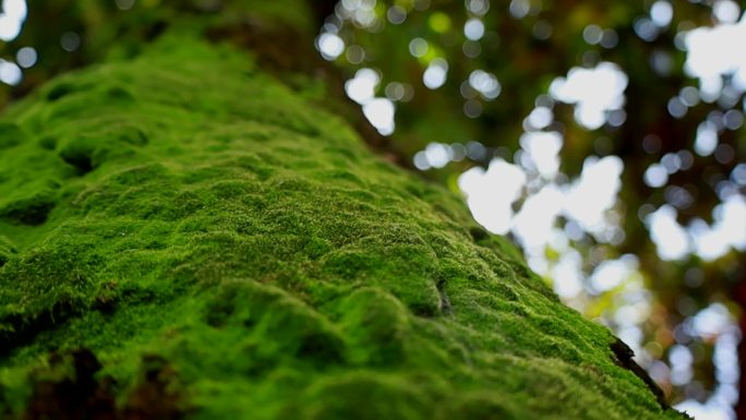 大树苔癣 古树青苔 树枝青苔 岁月印记