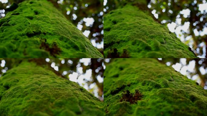 大树苔癣 古树青苔 树枝青苔 岁月印记
