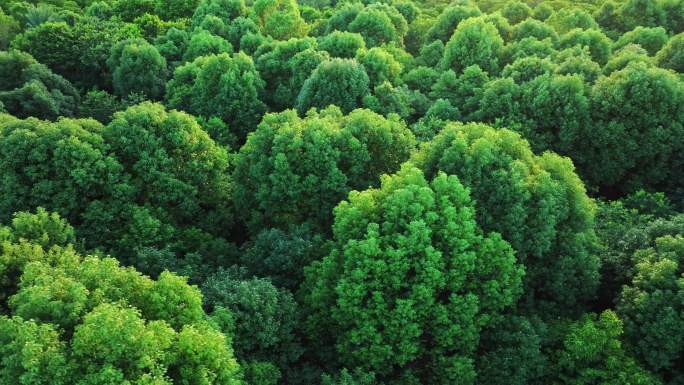 4k鸟瞰森林风景绿水青山绿色自然航拍