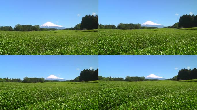 绿茶种植园和富士山/小渊Sasaba，静冈县