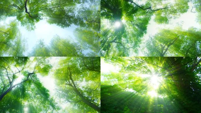 阳光光线穿过树木 丁达尔效应