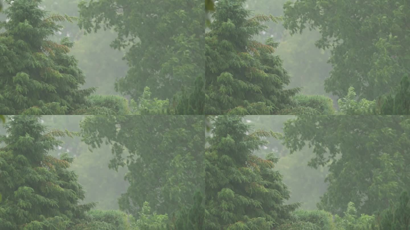 狂风暴雨落在绿树上，自然天气背景