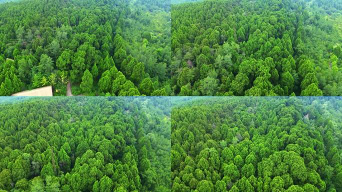 航拍四川广元金牛古蜀道翠云廊千年古柏