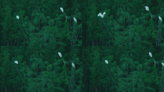 一群白鹭停在湖中心的树上