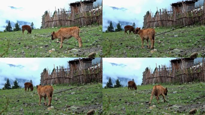 高原草原上的小牛在吃草