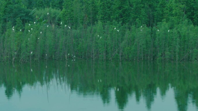 一群白鹭停在湖里的树上