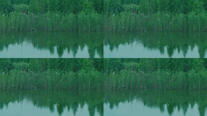 一群白鹭停在湖里的树上