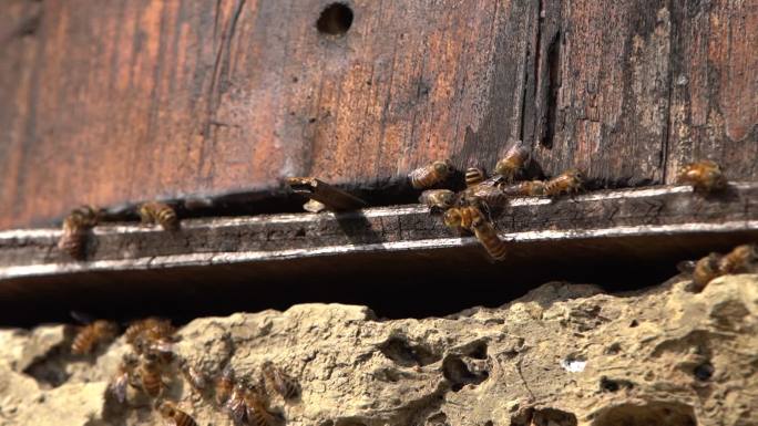 野生蜜蜂 蜂桶