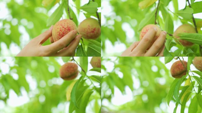 采摘水果 桃子 摘桃子