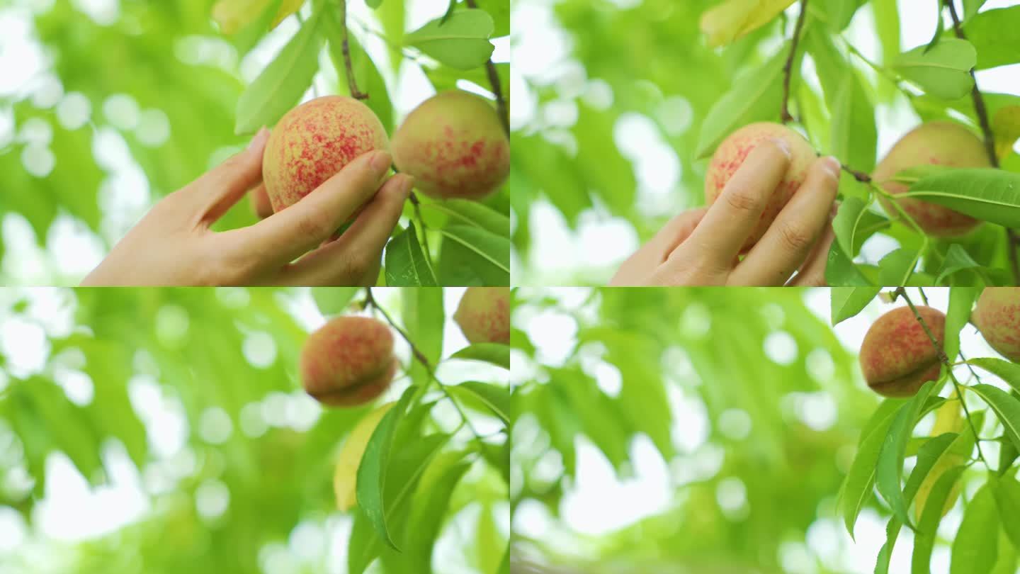 采摘水果 桃子 摘桃子