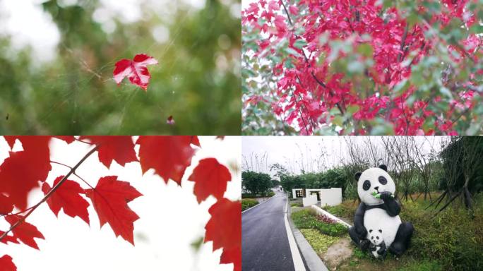红叶 立秋 知秋 落叶 枫叶 熊猫