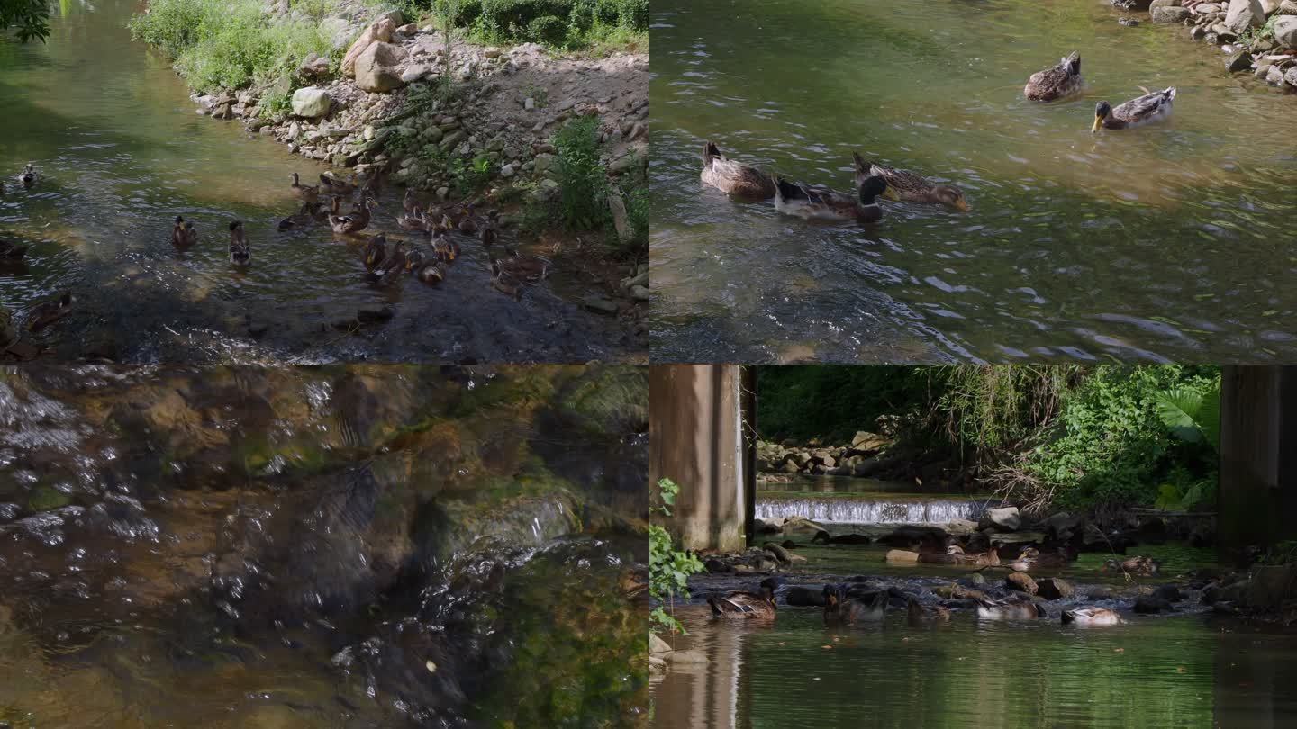 溪流水鸭4K视频