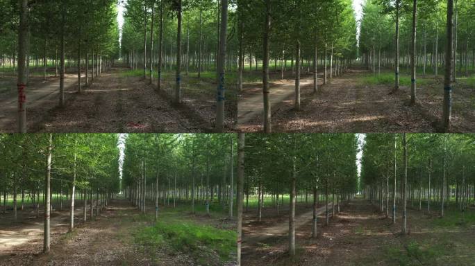 树林间穿梭 杨树林