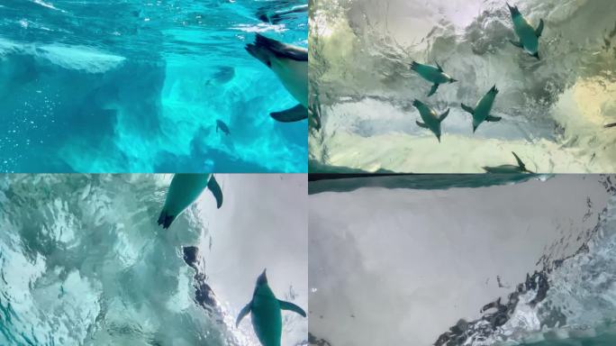 4k高清企鹅游泳玩耍海洋动物南极视频素材