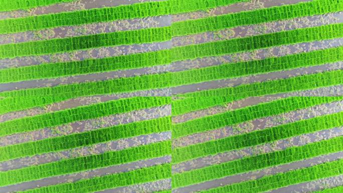 4k水稻培育秧苗粮食安全绿色稻田生态航拍