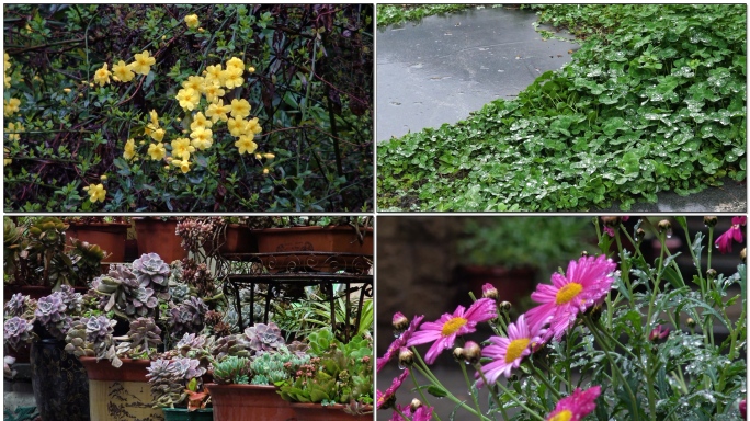 下雨雨后花儿挂露珠