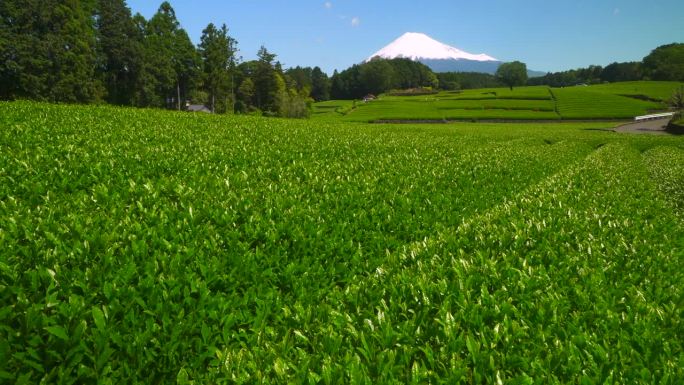 绿茶种植园和富士山/小渊Sasaba，静冈县