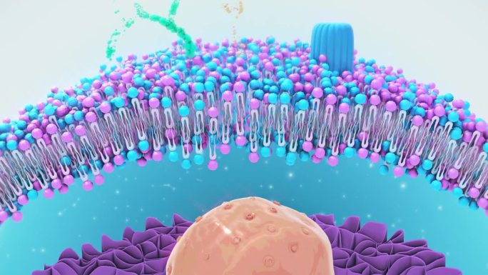 细胞膜结构三维动画起伏矩阵胶原蛋白
