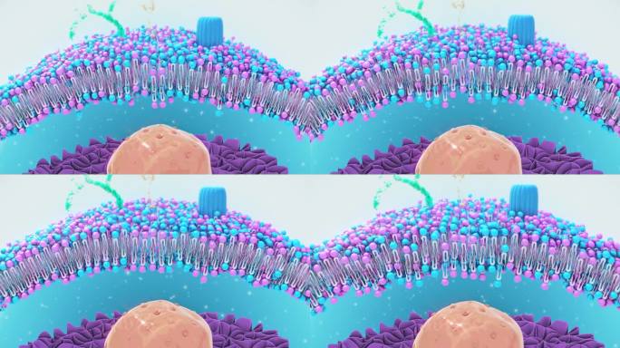 细胞膜结构三维动画起伏矩阵胶原蛋白
