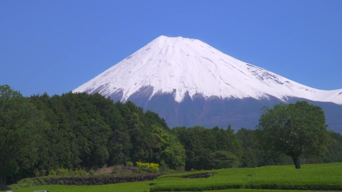 绿茶种植园和富士山/小渊Sasaba，静冈县