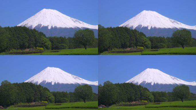 绿茶种植园和富士山/小渊Sasaba，静冈县
