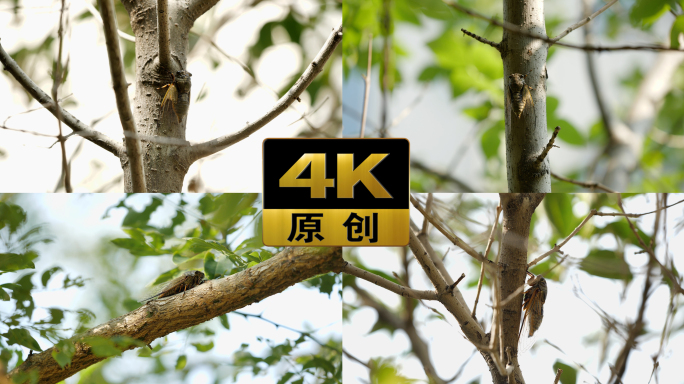 【C4K】夏天蝉鸣树上知了特写