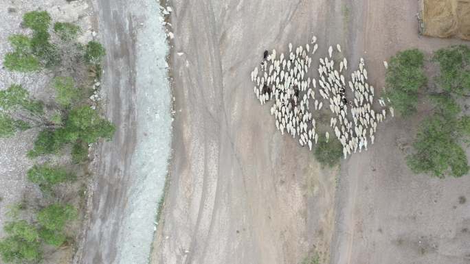 甘肃瓜州戈壁牧羊