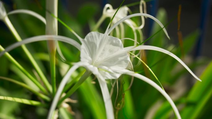 清晨阳光下洁白的花朵。