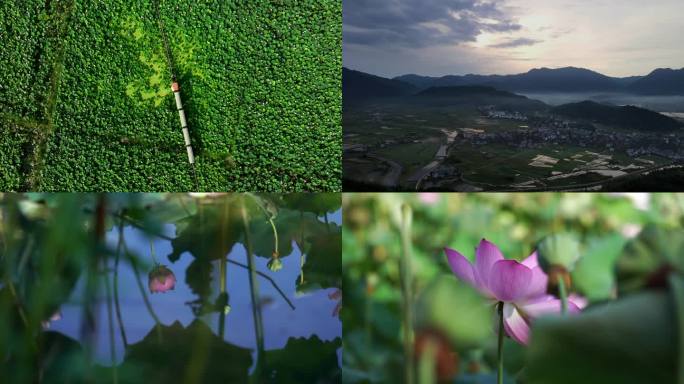 【4K】福建武夷山五夫古镇航拍荷花稻田