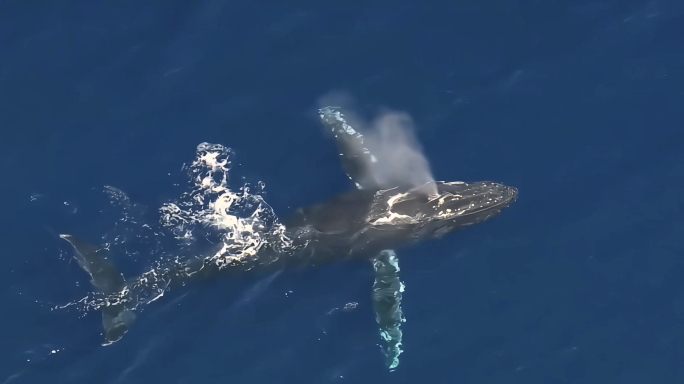 航拍大型鲸鱼游动喷水