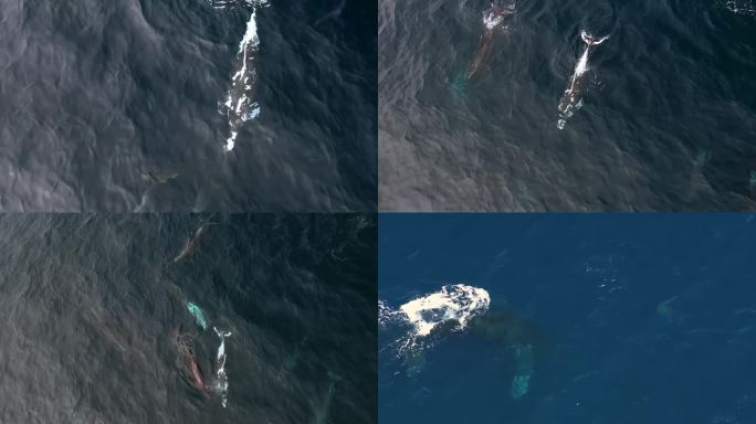 航拍大型鲸鱼游动喷水