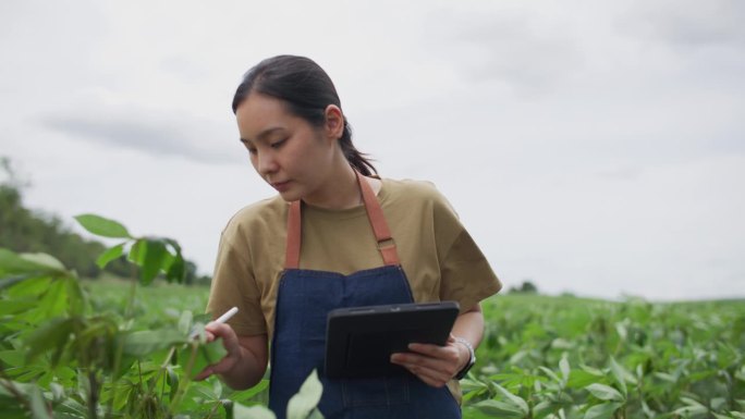 一名年轻女子在农场检查庄稼时正在使用数字平板电脑