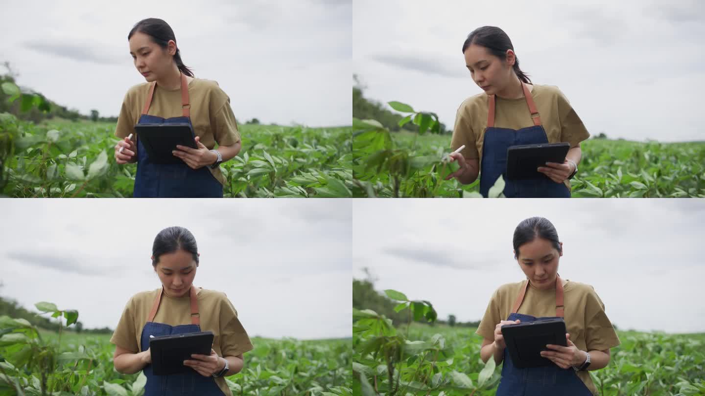 一名年轻女子在农场检查庄稼时正在使用数字平板电脑