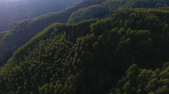 航拍大山风景森林林场早晨阳光美丽自然素材