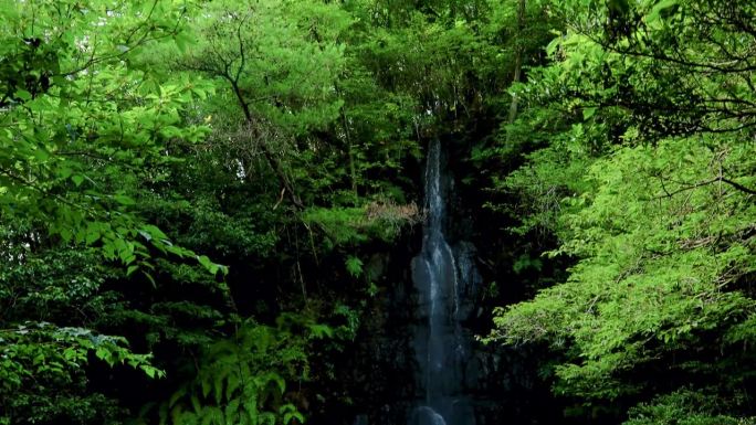 夏天岩屋堂公园的濑户大泷瀑布。