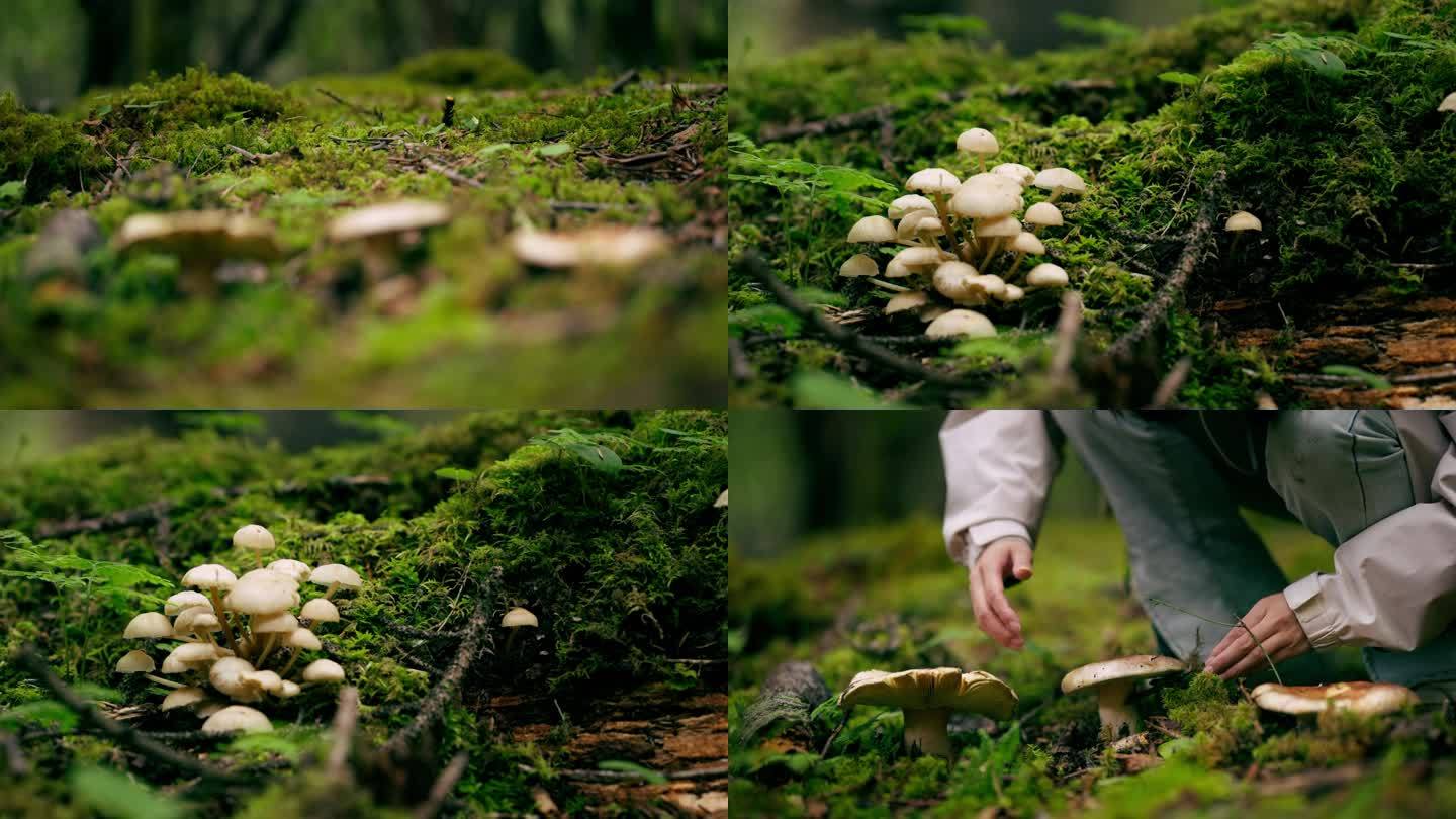 野生菌子 蘑菇