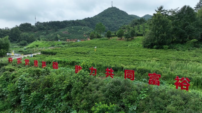 浙江金华磐安玉山古茶场共同富裕宣传标语