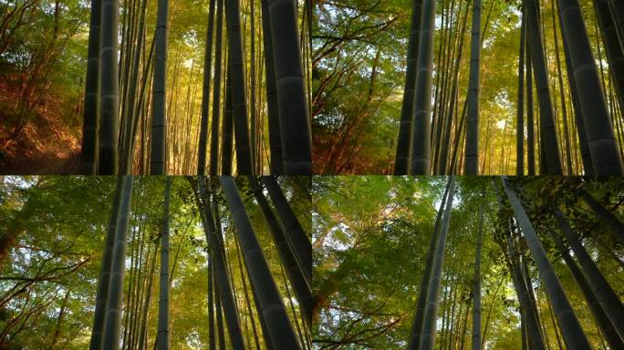 仰望京都岚山的竹林，清晨的阳光照在那里