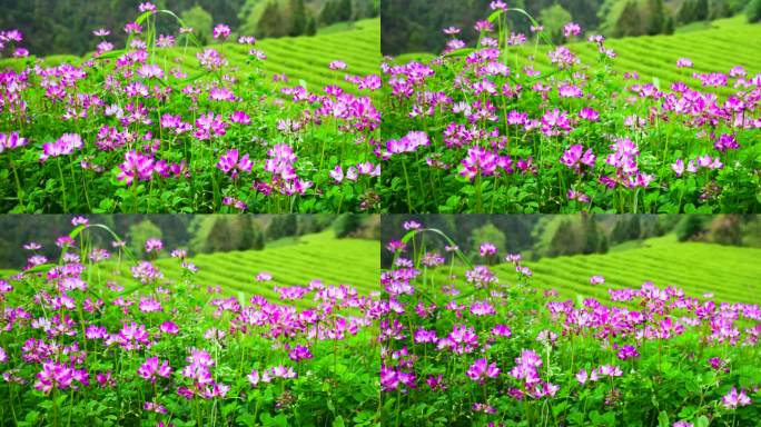 春天浪漫美丽的紫云英花海花朵自然田园风光