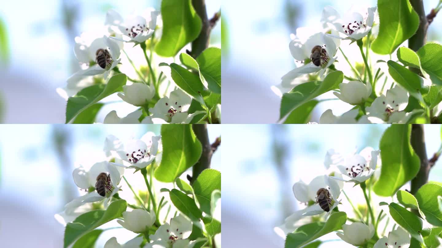蜜蜂授粉，在白梨苹果花上采集花蜜。慢镜头，特写。