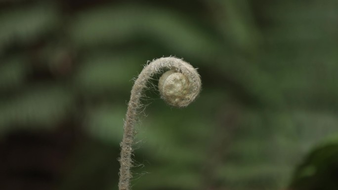 C雨林植被4K特写视频