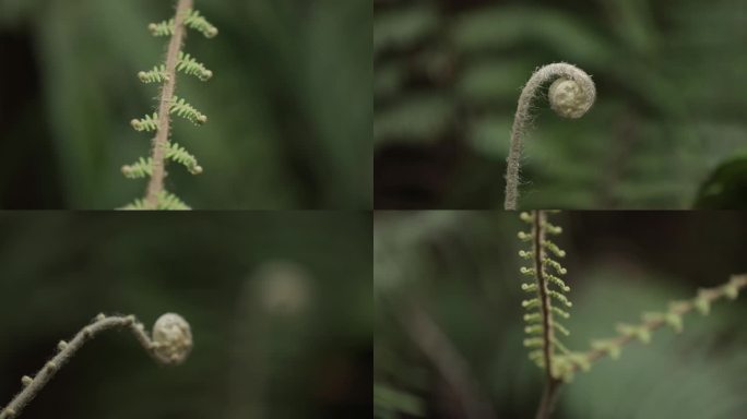 C雨林植被4K特写视频