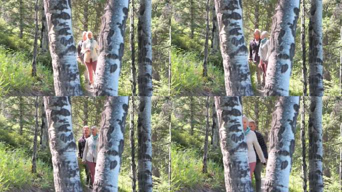 一对老年登山夫妇穿过绿色的白杨林
