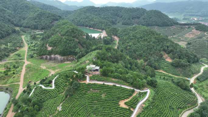 浙江金华磐安玉山古茶场茶山茶园航拍原素材