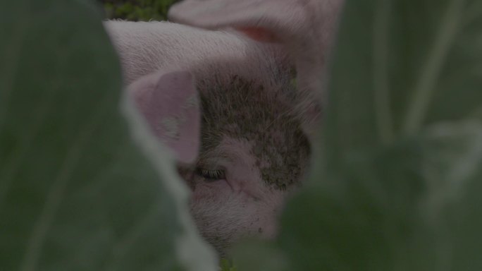 C广西三江家猪进食特写视频